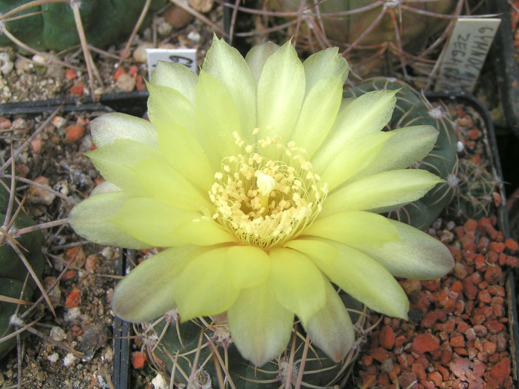 Gymnocalycium andreae